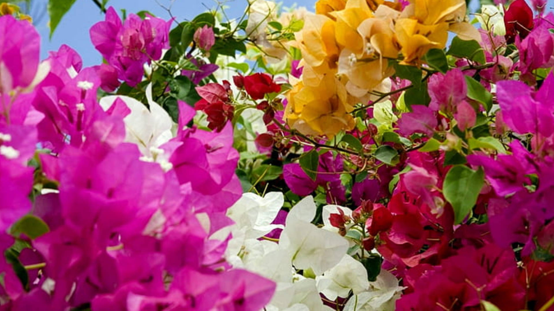 Colorful Bougainvillea Flowers Wallpaper