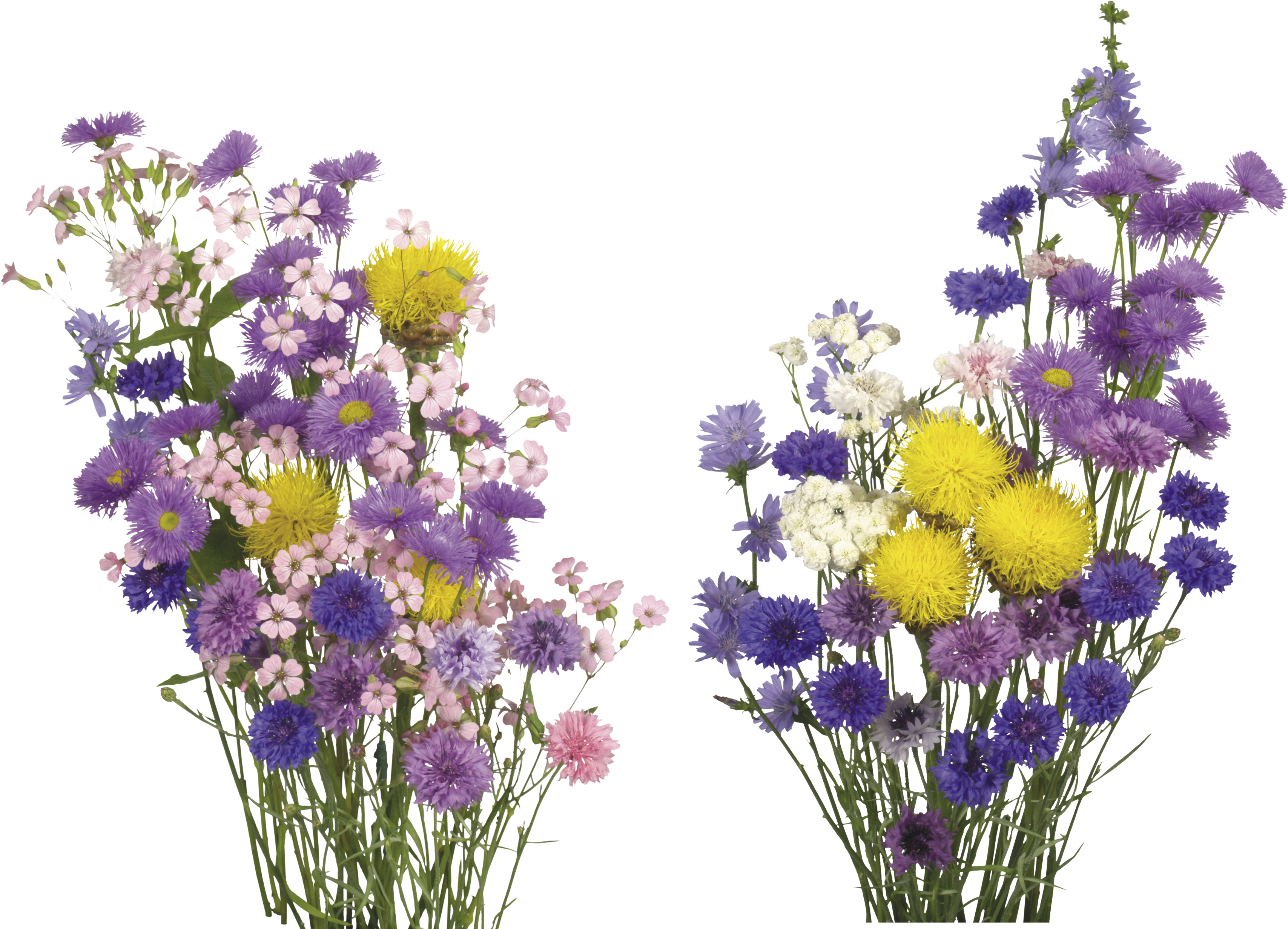 Colorful Bouquet Transparent Background PNG