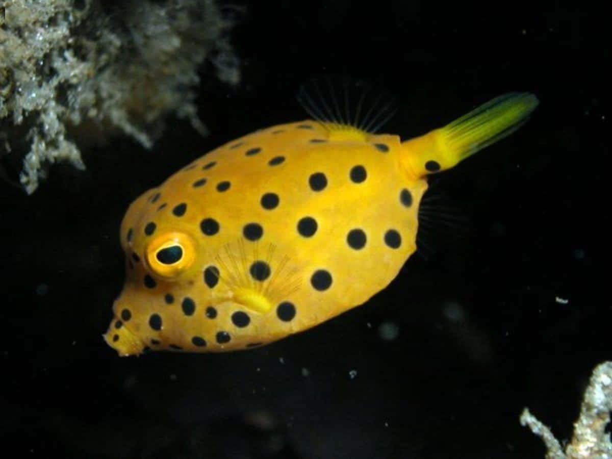 Colorful Boxfish Under The Sea Wallpaper