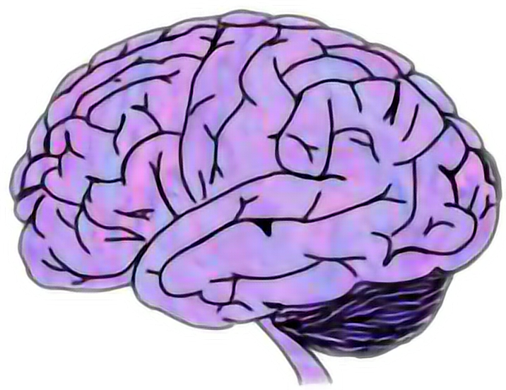 Colorful Brain Clipart PNG