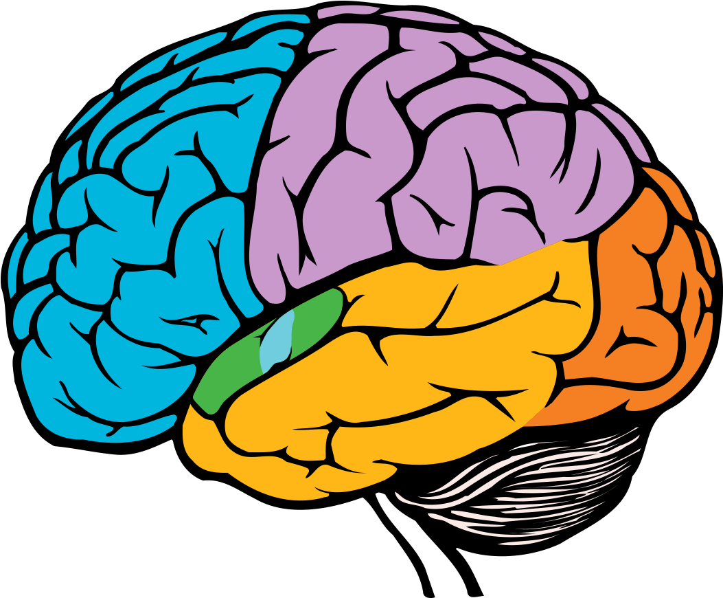 Colorful Brain Illustration PNG