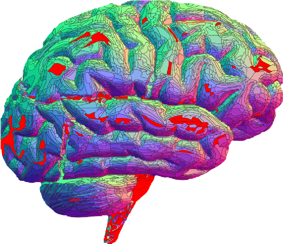 Colorful Brain M R I Scan PNG