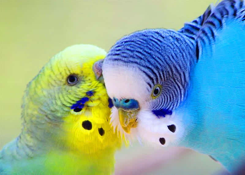 Colorful Budgerigars Close Up Wallpaper