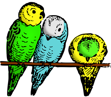 Colorful Budgerigars On Branch PNG