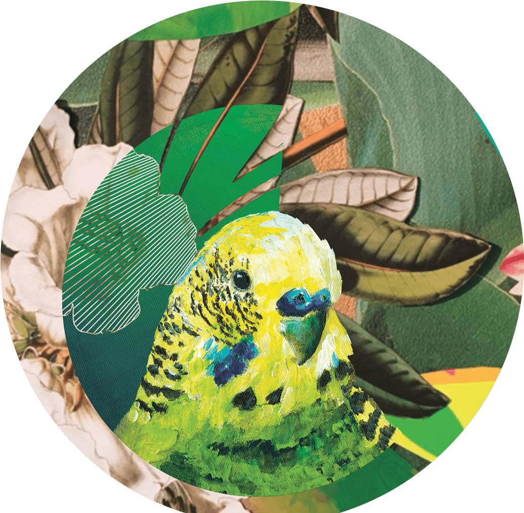 Colorful Budgie Artwork PNG