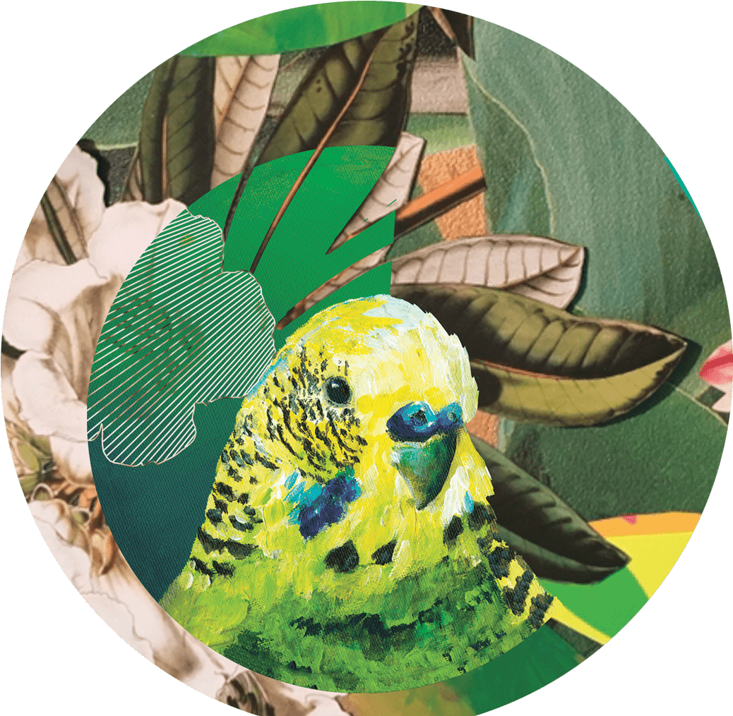 [100+] Budgie Png Images | Wallpapers.com