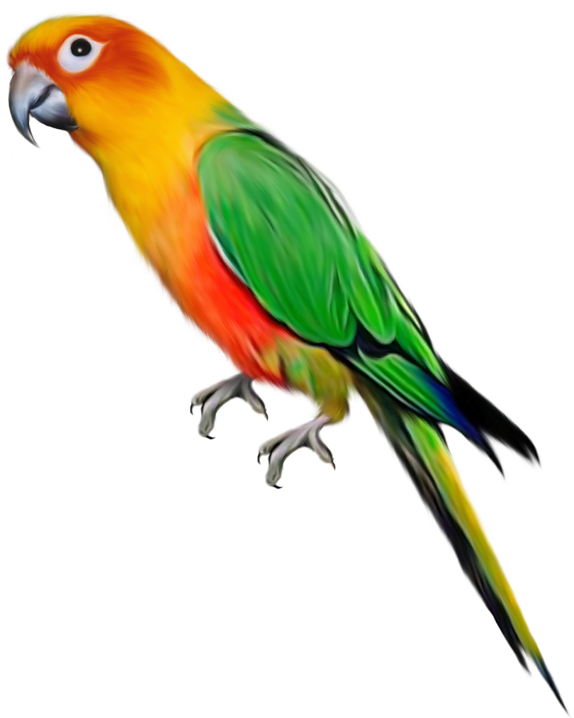 Colorful Budgie Illustration PNG