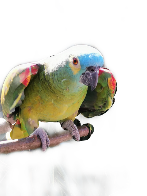 Colorful Budgieon Branch PNG