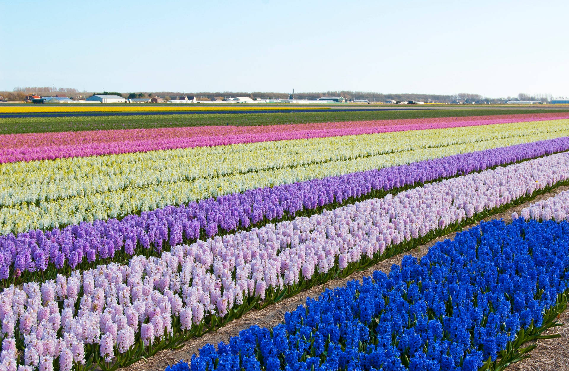 Colorful Bulb Beds Flower Field Wallpaper