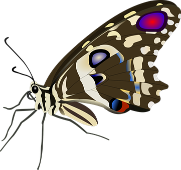 Colorful Butterfly Illustration PNG