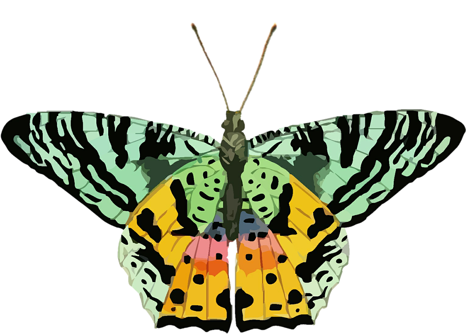 Colorful Butterfly Illustration PNG