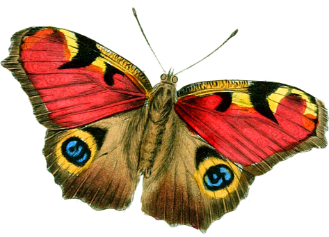 Colorful_ Butterfly_ Illustration PNG