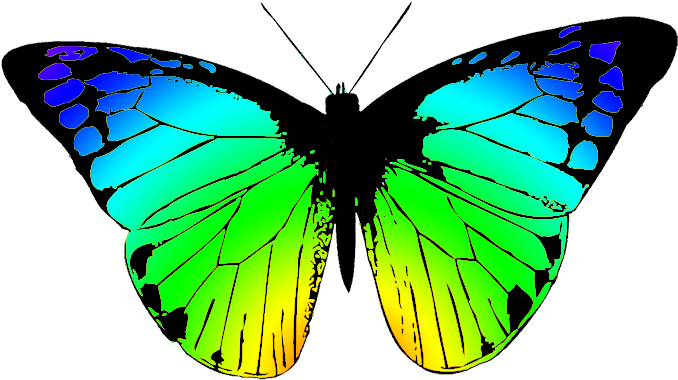 Colorful Butterfly Illustration PNG