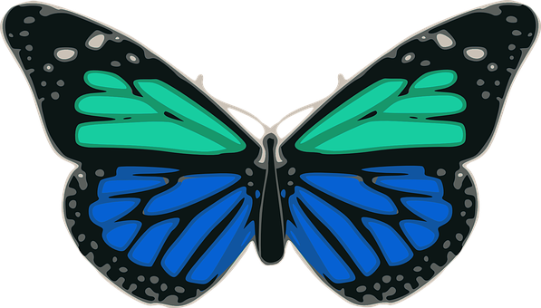 Colorful Butterfly Illustration PNG