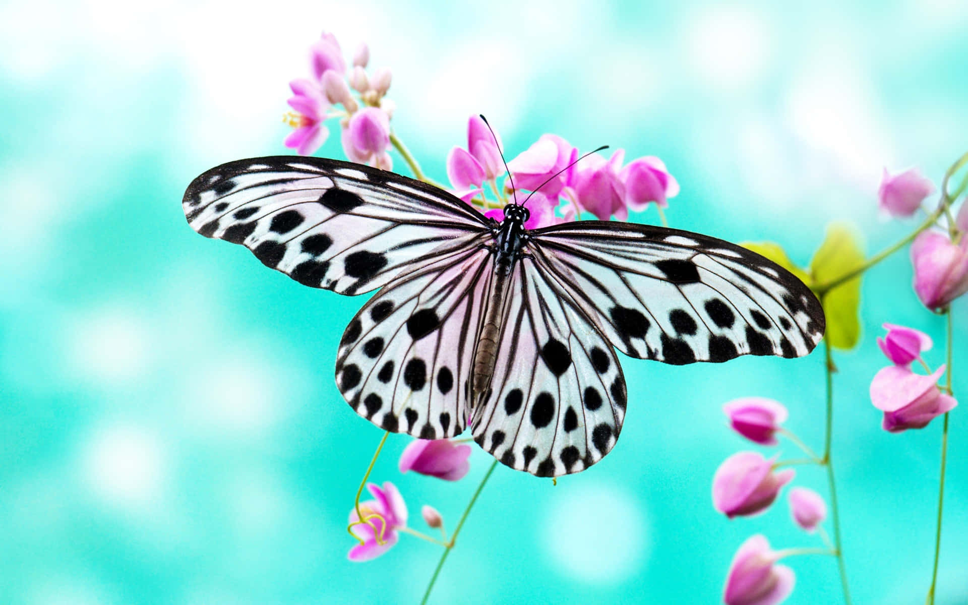 En sommerfugl sidder på en blomst, der blomstrer i et regnbue-fyldt himmel.