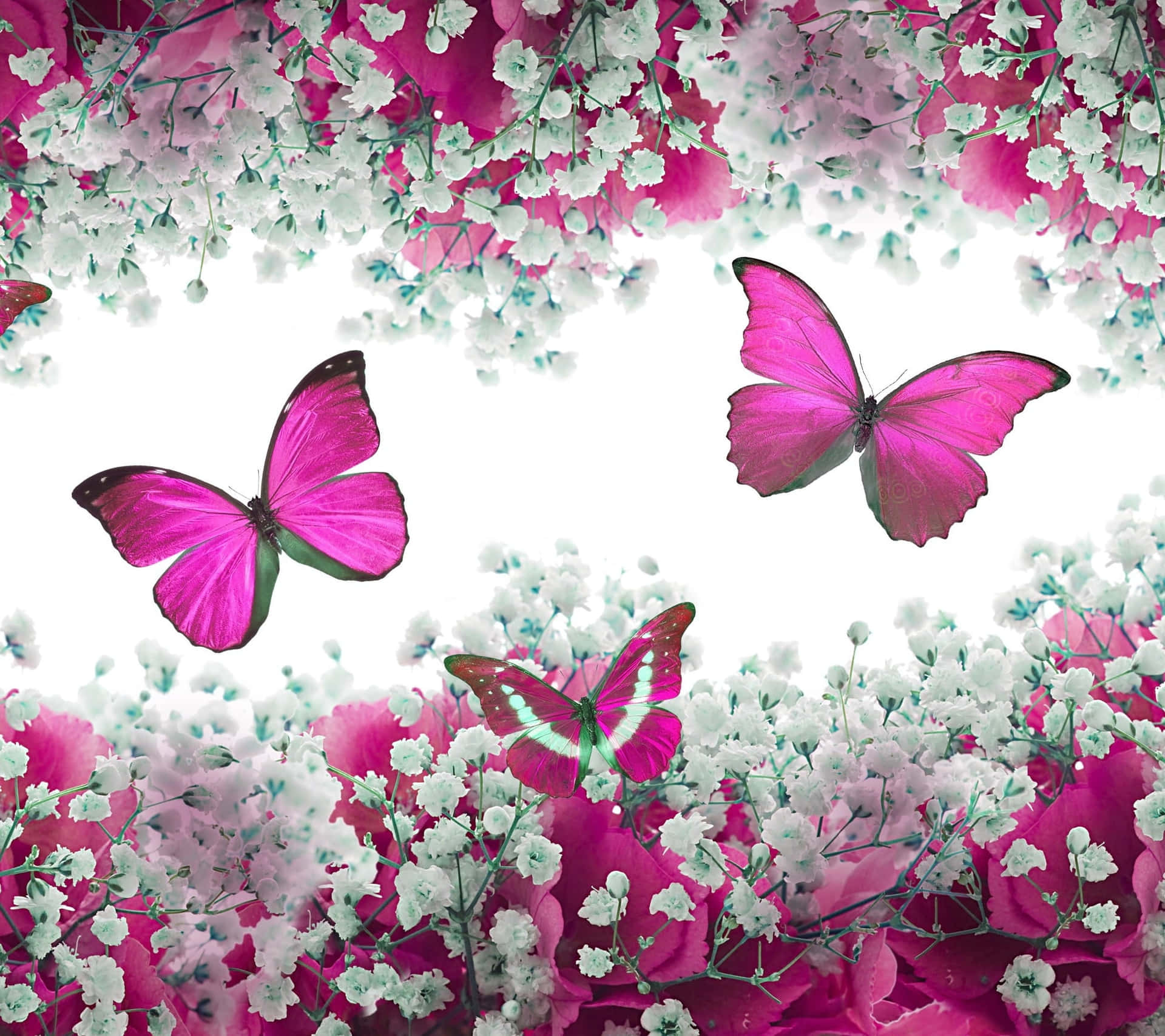 pink flowers with butterflies