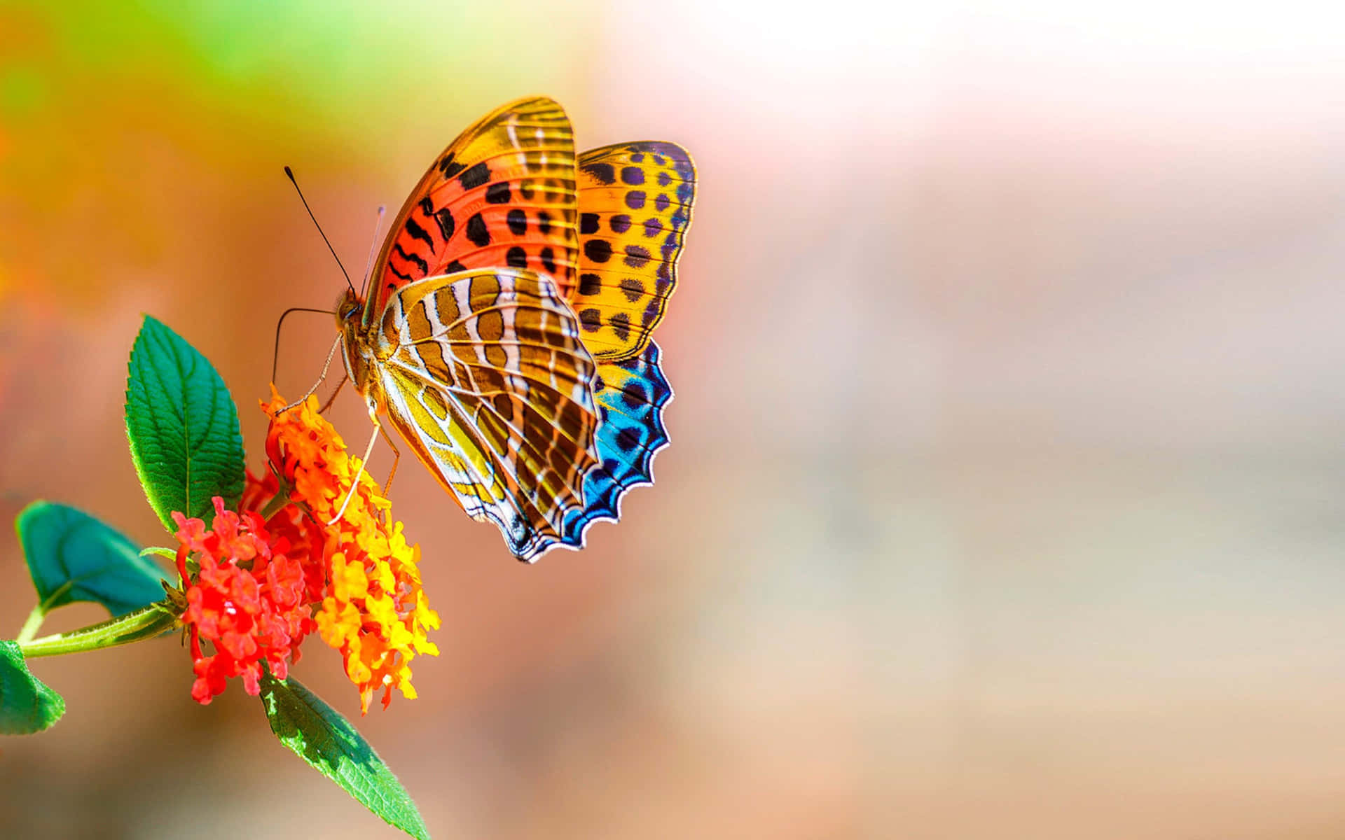 Einbunter Schmetterling Sitzt Auf Einer Blume.