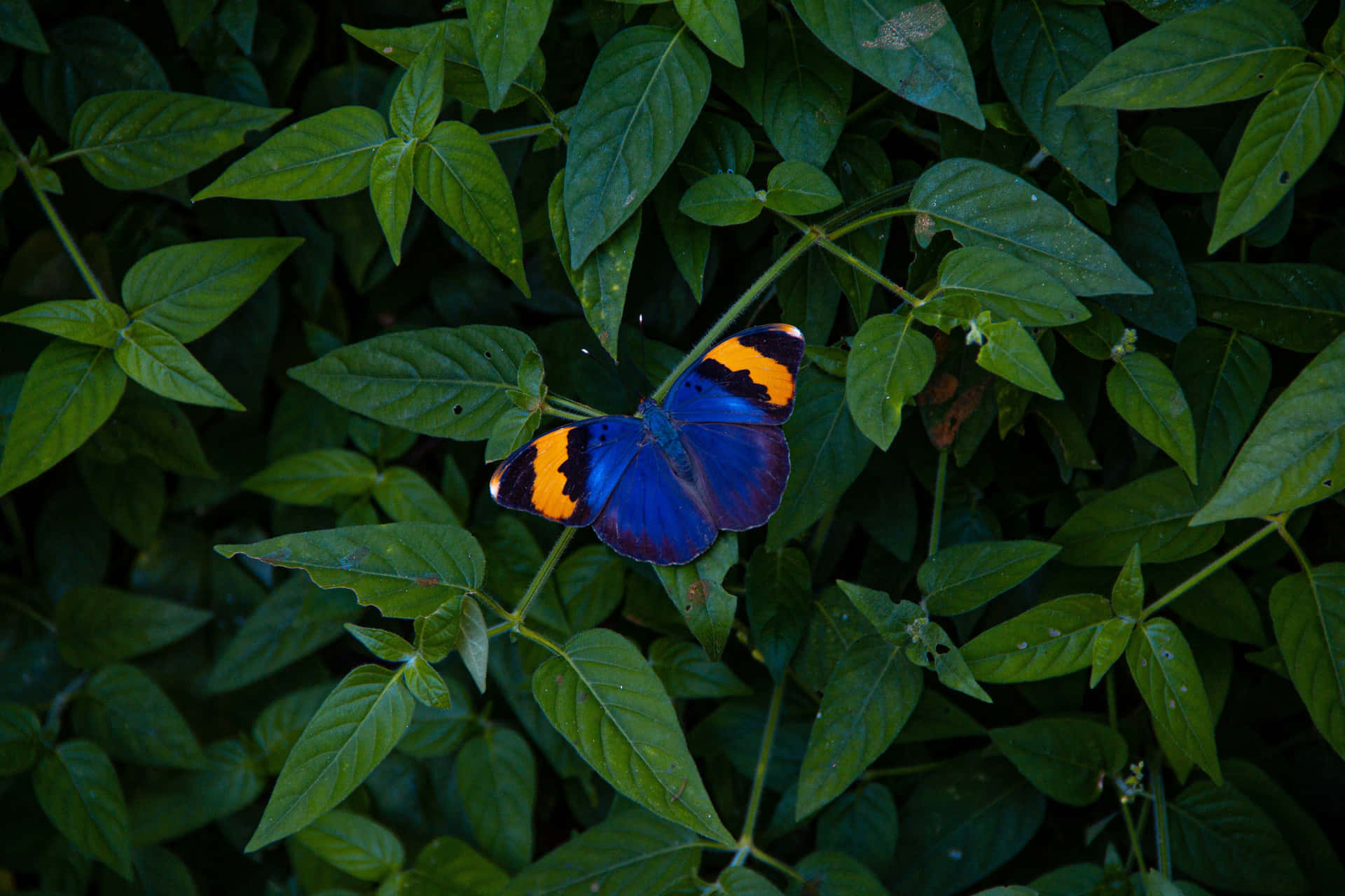 En sommerfugl på et blad