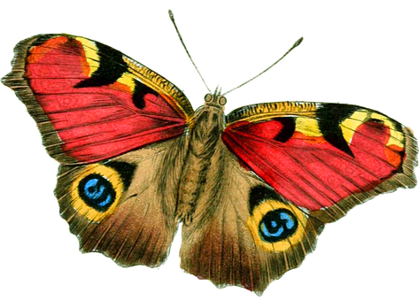 Colorful_ Butterfly_with_ Eye_ Patterns.jpg PNG