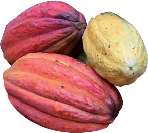 Colorful Cacao Pods Variety PNG