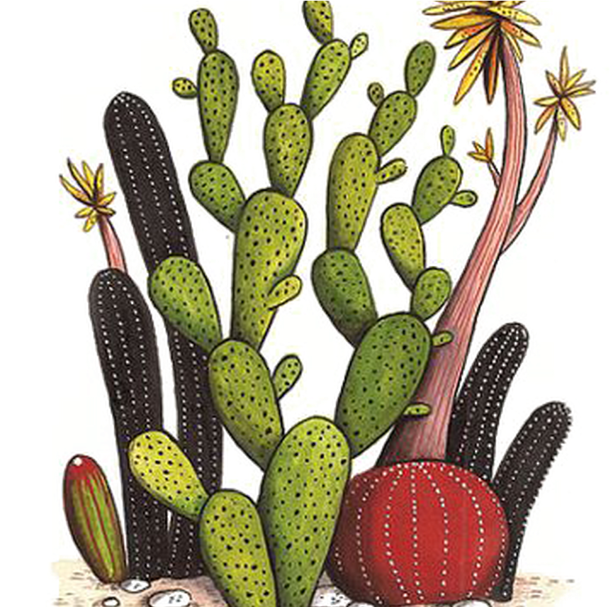Colorful Cactus Collection Drawing PNG