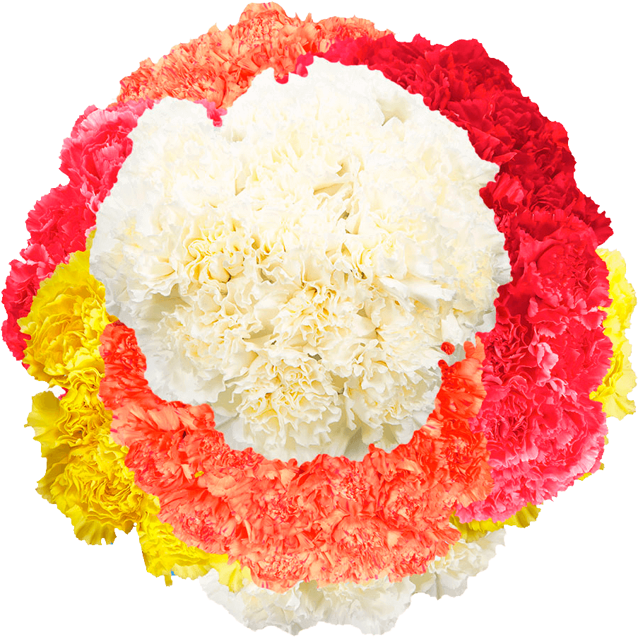 Colorful Carnation Flower Arrangement PNG