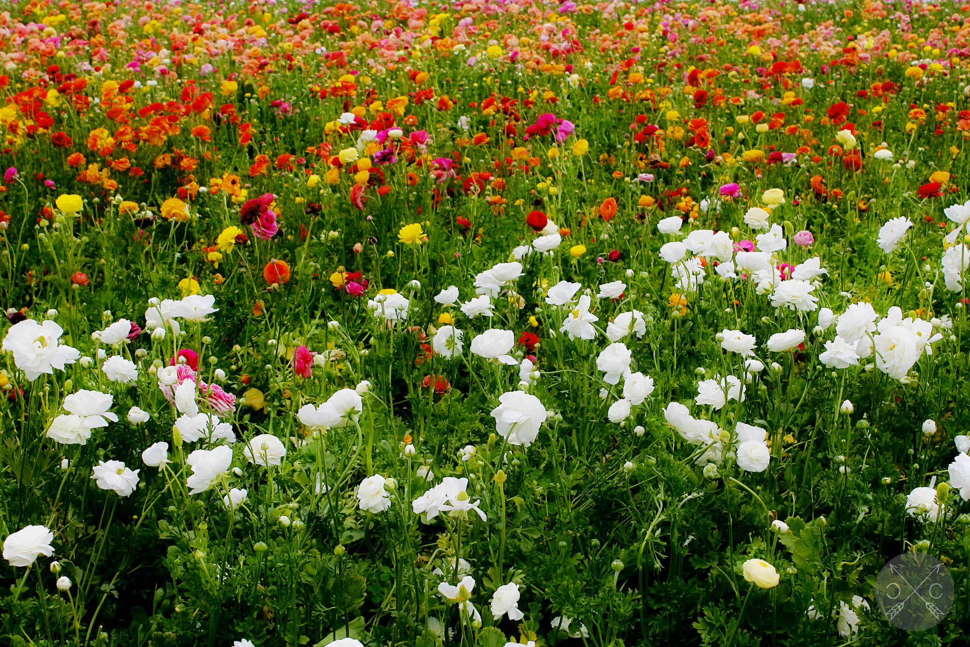 A Symphony of Color in a Carnation Flower Field Wallpaper