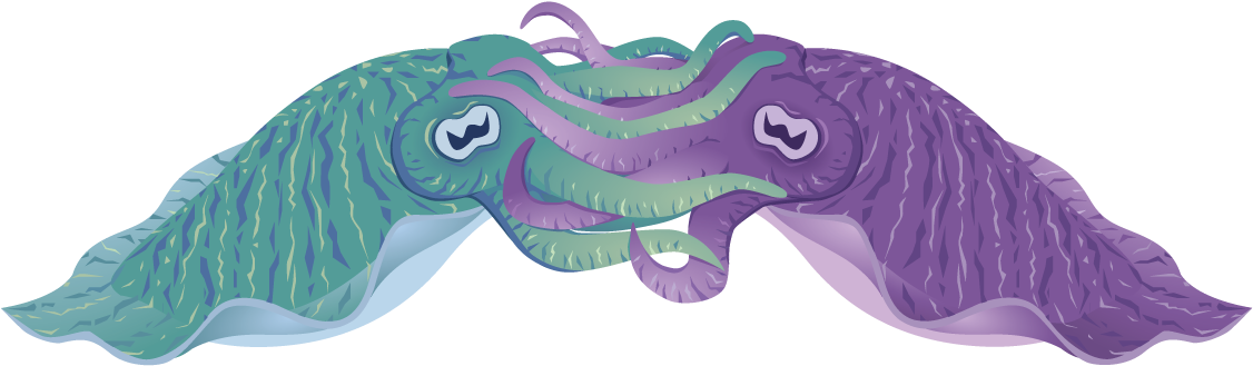 Colorful Cartoon Cuttlefish PNG