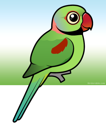 Colorful Cartoon Parrot PNG