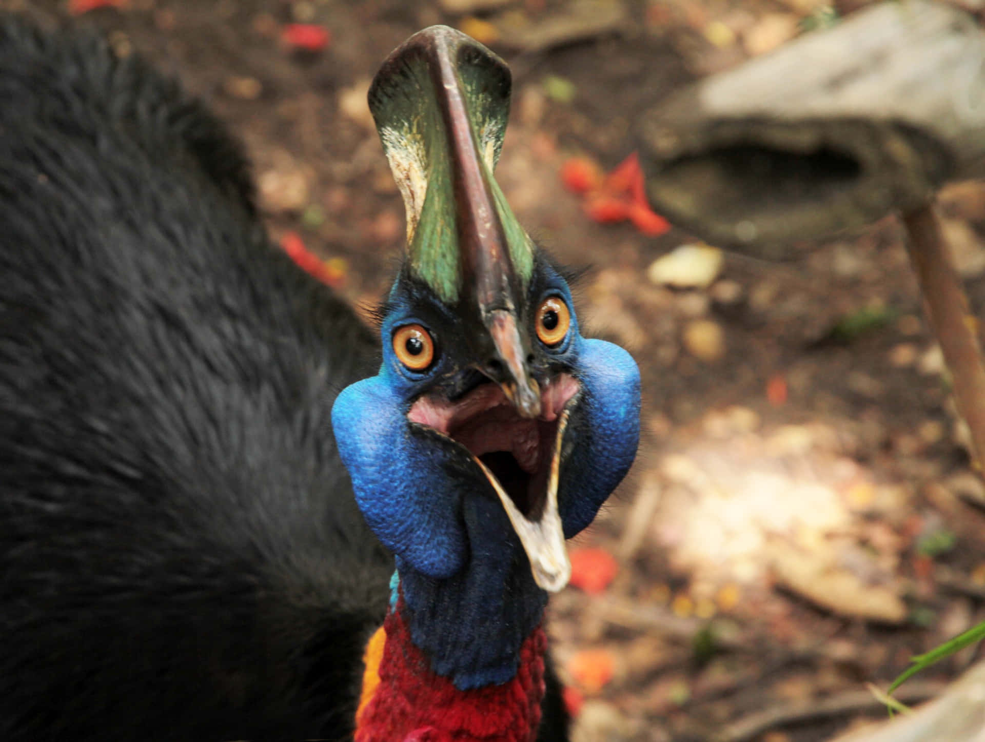 Colorful Cassowary Close Up Wallpaper