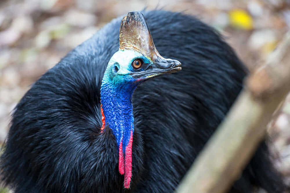 Colorful Cassowary Close Up Wallpaper