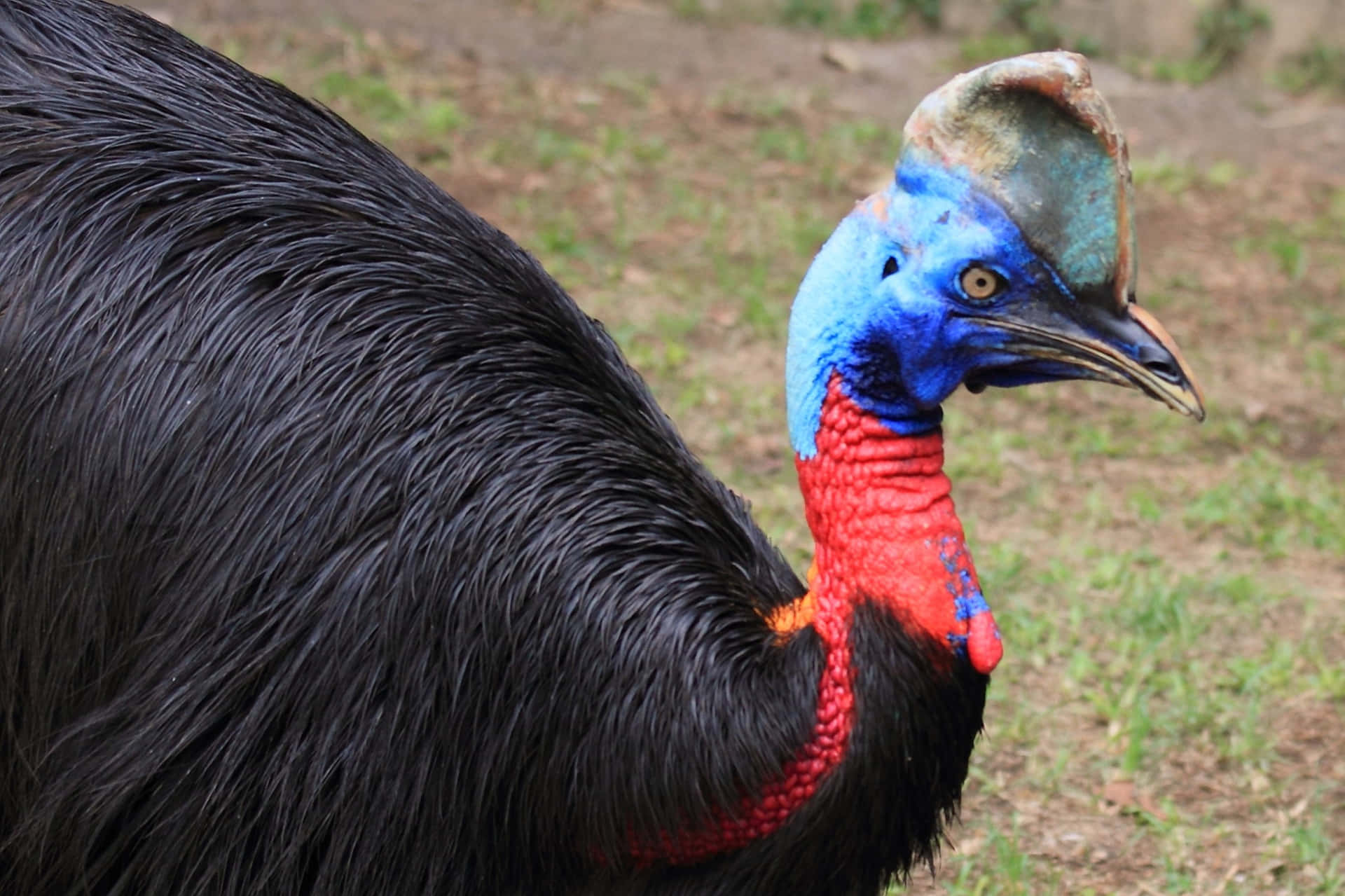 Colorful Cassowary Profile Wallpaper