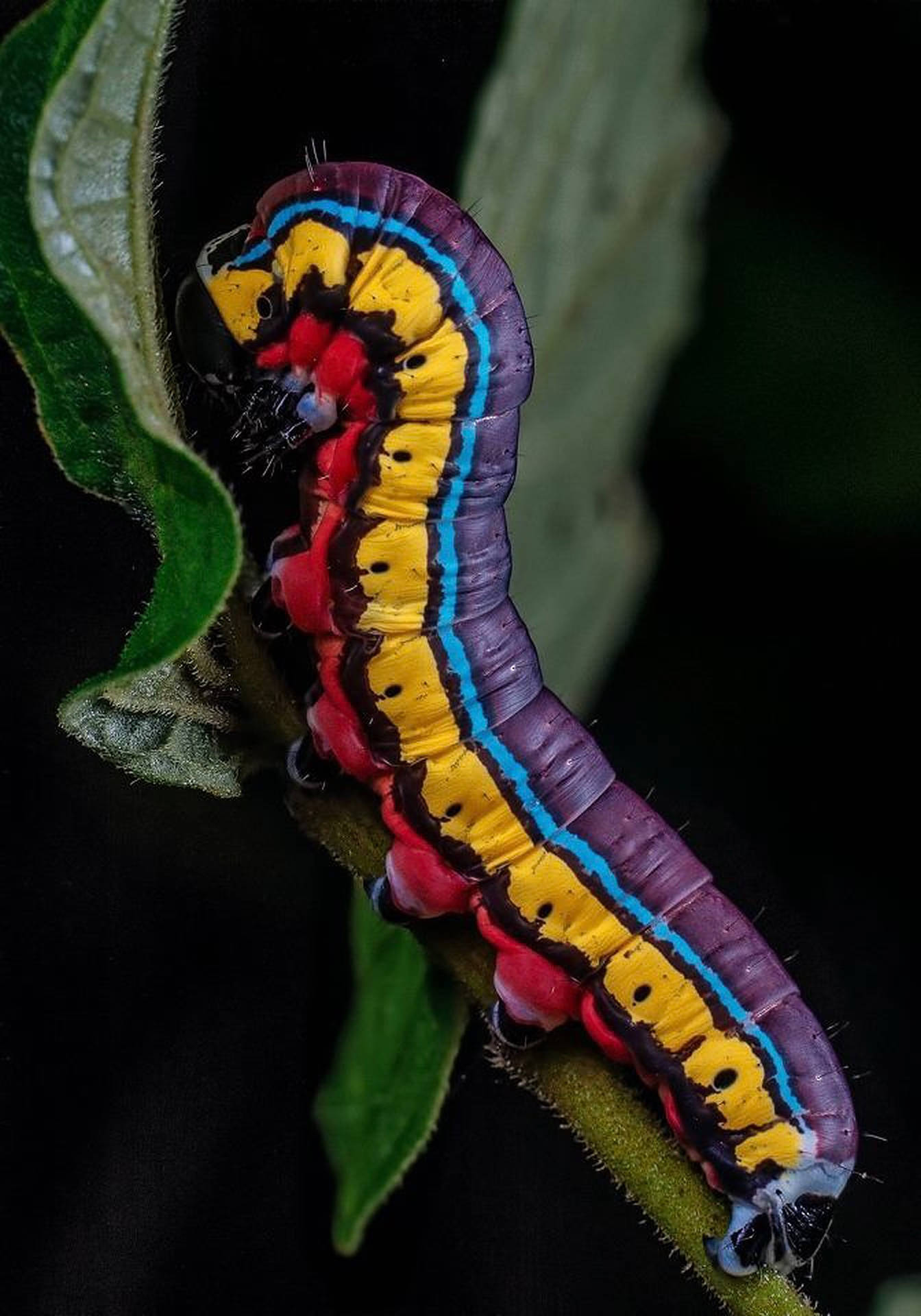 Farverige Caterpillar Insekt På Gren Wallpaper