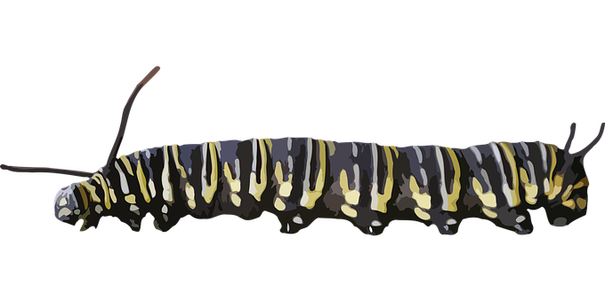 Colorful Caterpillaron Black Background PNG