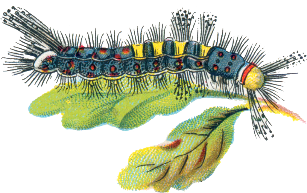 Colorful Caterpillaron Leaf PNG