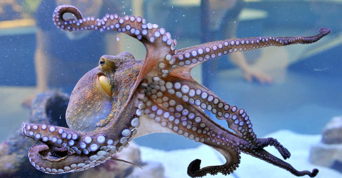 Colorful Cephalopod Underwater Wallpaper