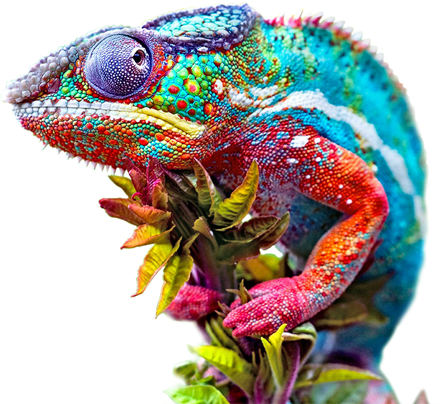 Colorful Chameleon Closeup.png PNG