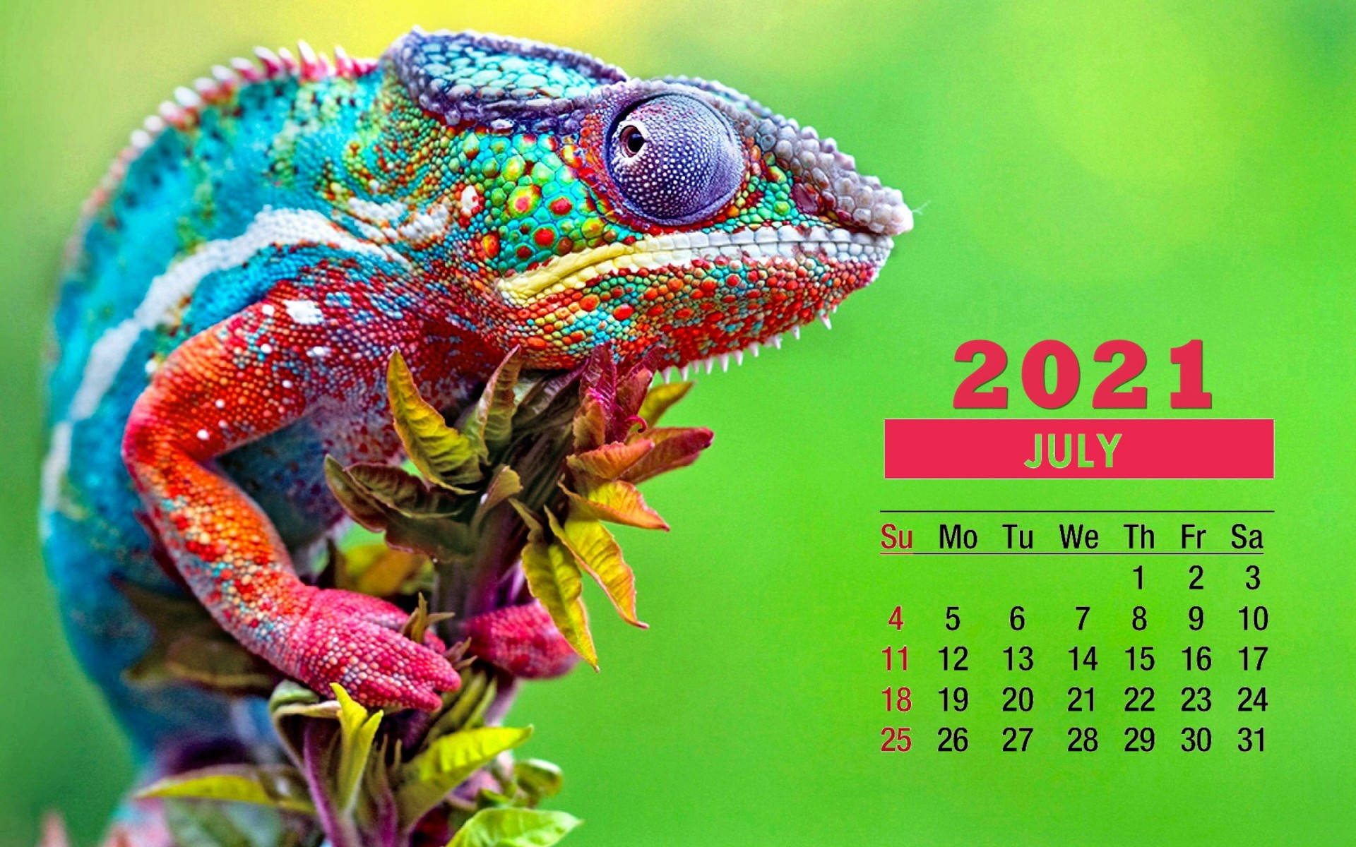 Welcome to July with the Colorful Chameleon 2021 Calendar! Wallpaper