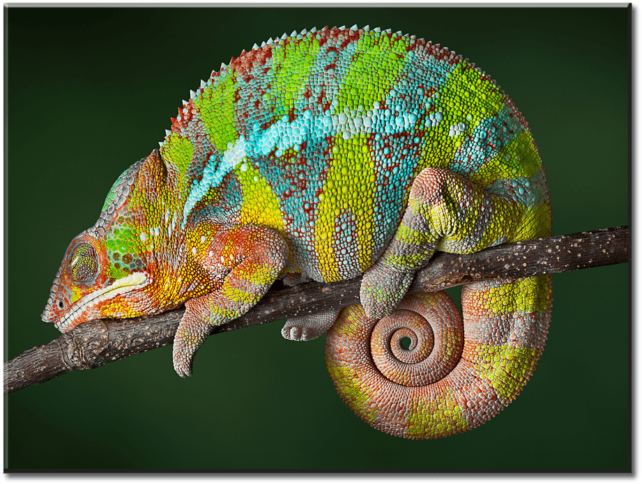 Colorful Chameleon On Branch.jpg PNG