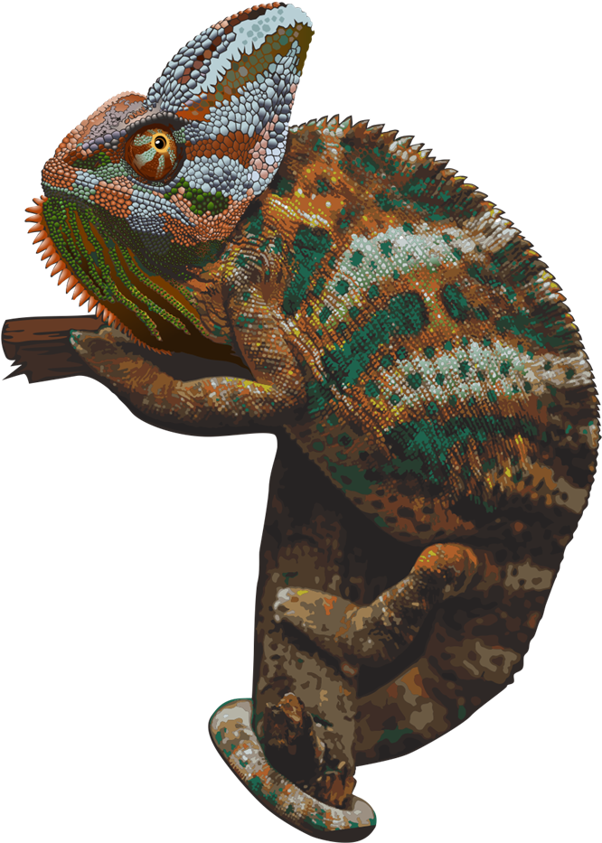 Colorful Chameleon Perched PNG