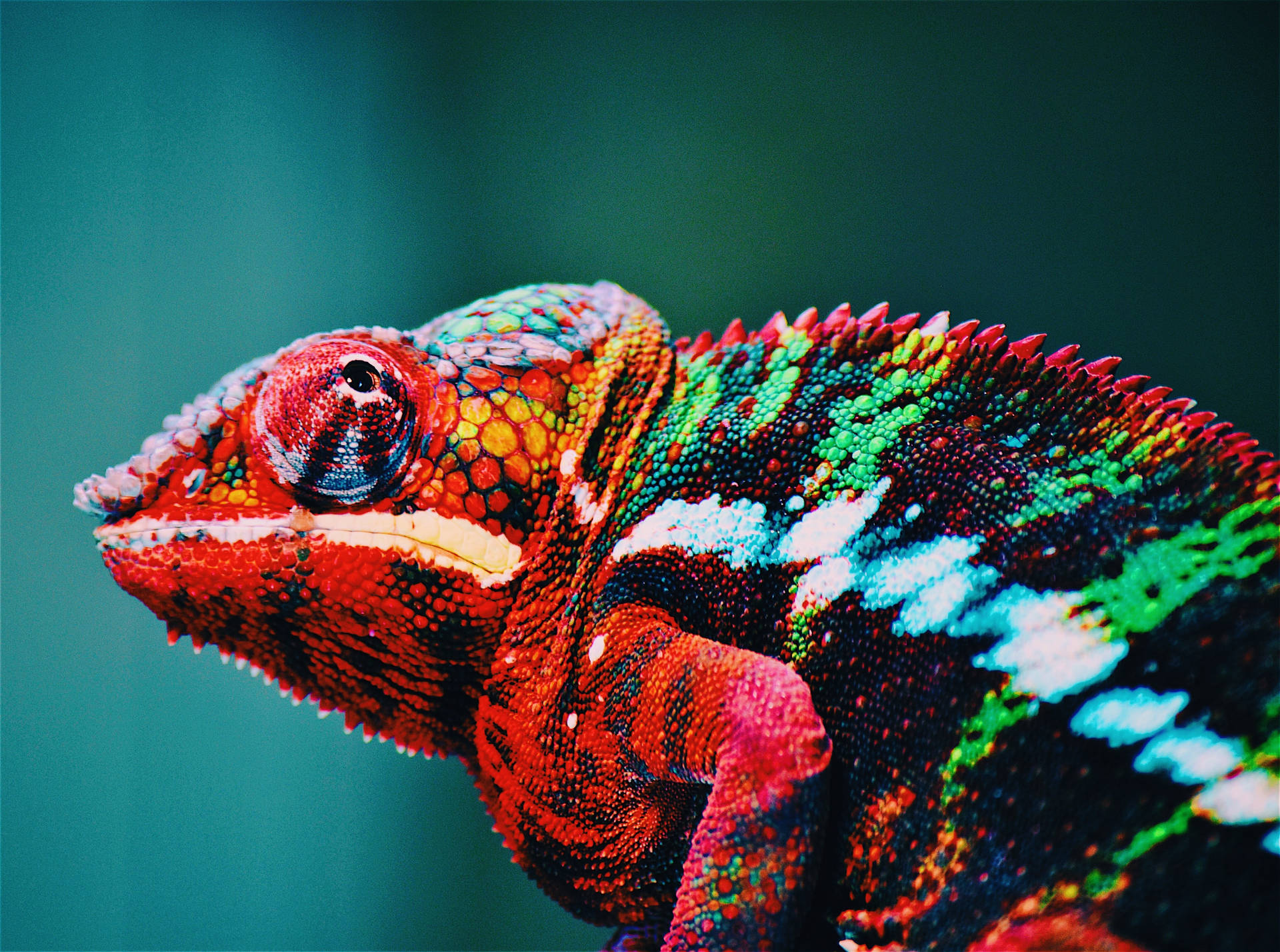 Colorful Chameleon Wild Animal Wallpaper
