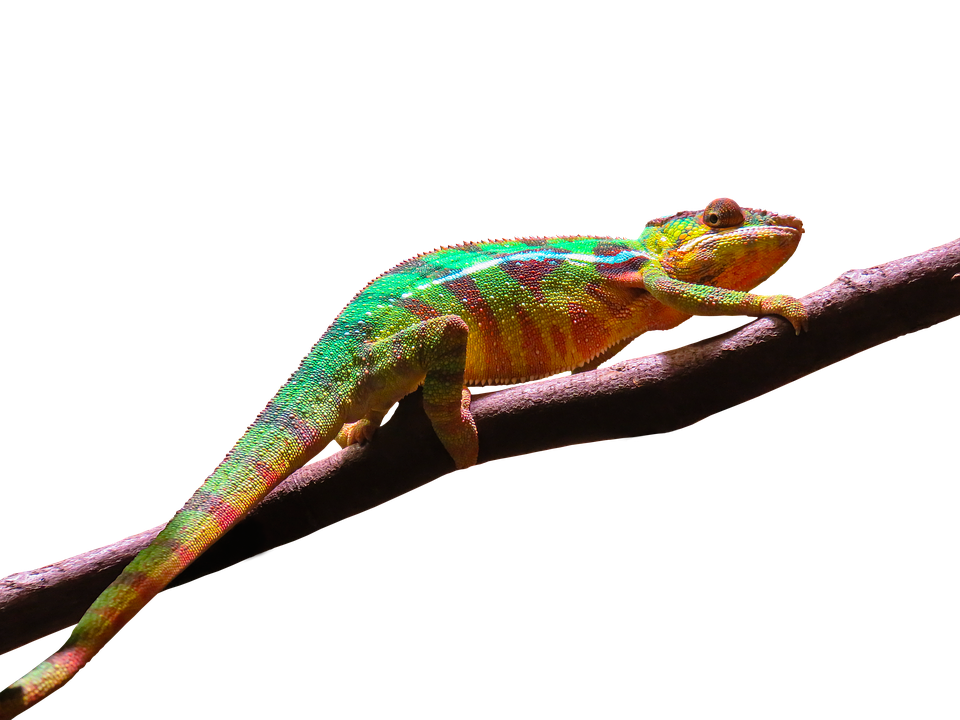 Colorful Chameleonon Branch PNG