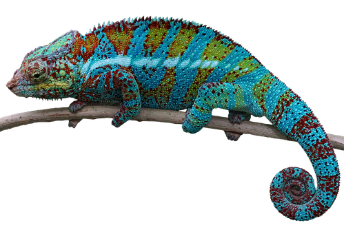 Colorful Chameleonon Branch.jpg PNG