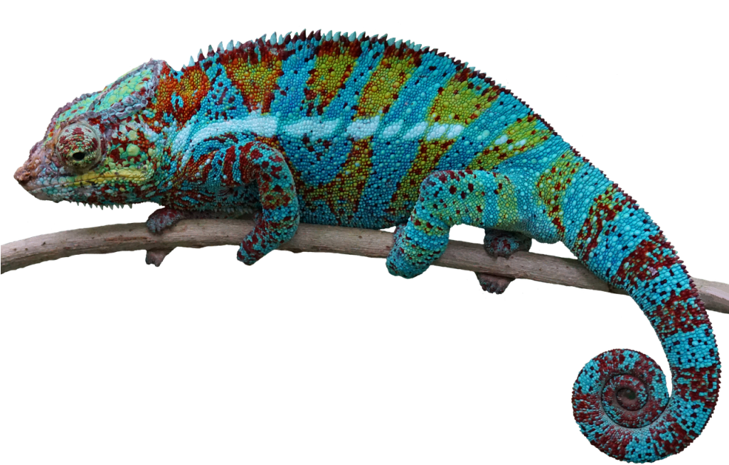 Colorful Chameleonon Branch PNG