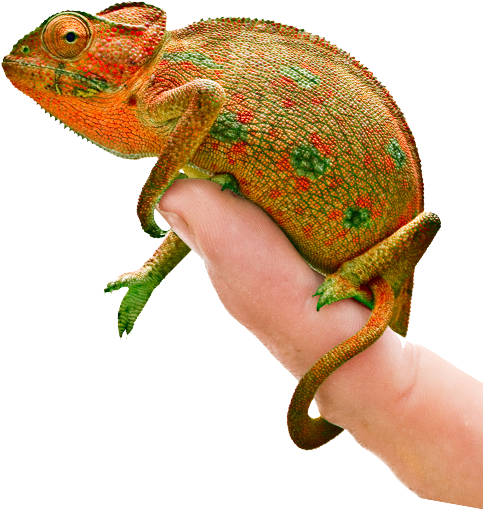 Colorful Chameleonon Human Hand PNG