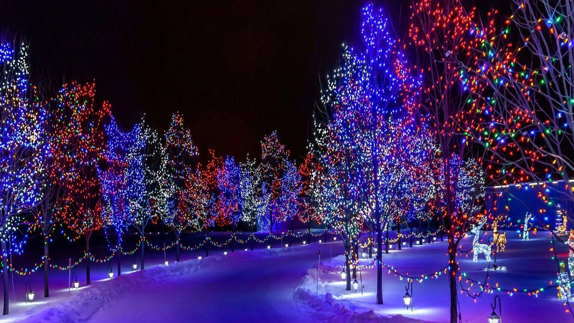 Colorful Christmas Trees Hd Lights Wallpaper