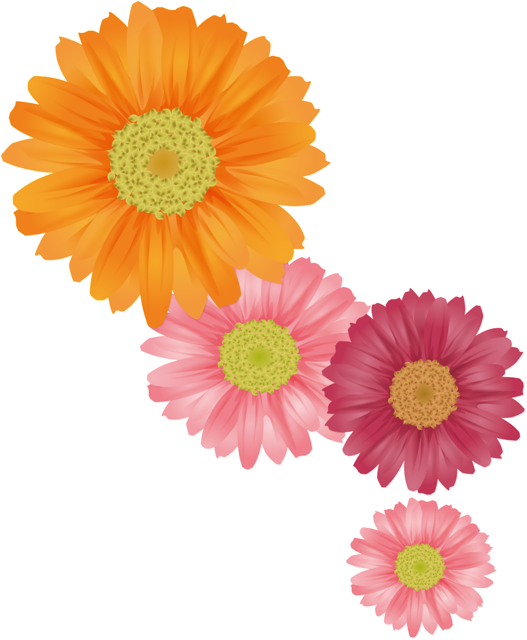 Colorful Chrysanthemums Illustration PNG