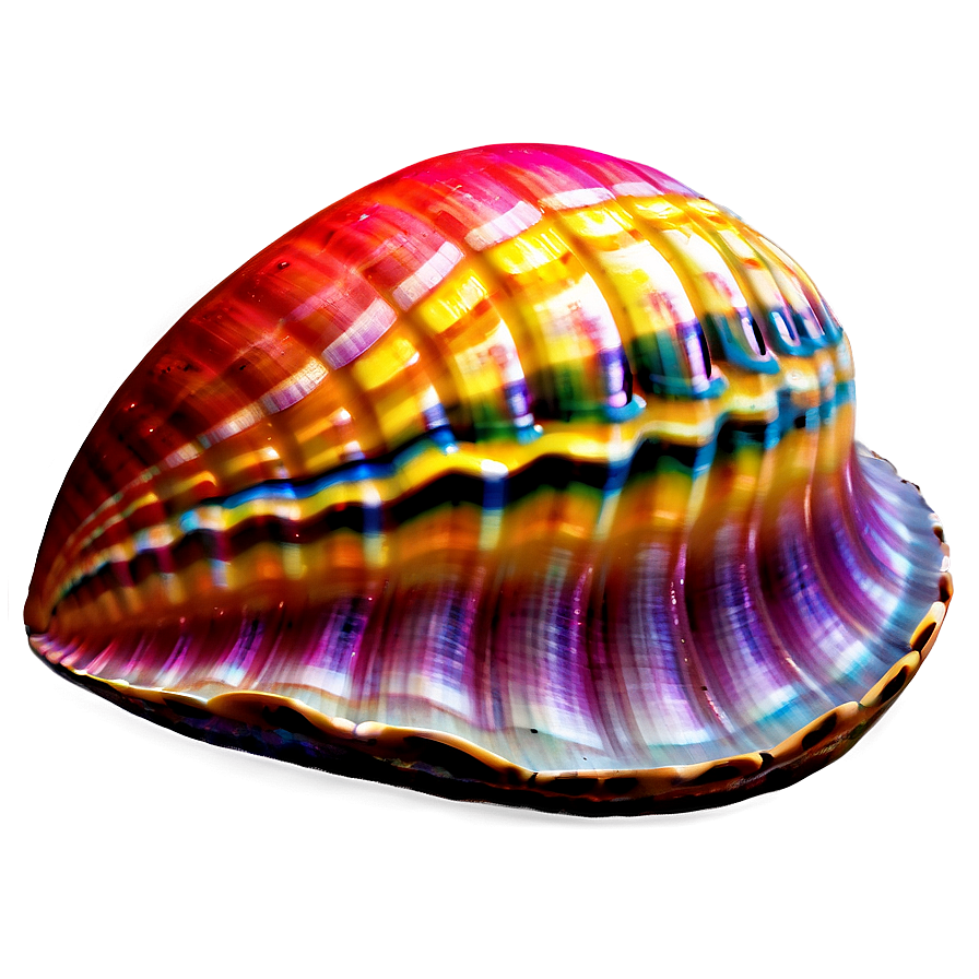 Colorful Clam Artwork Png 05242024 PNG