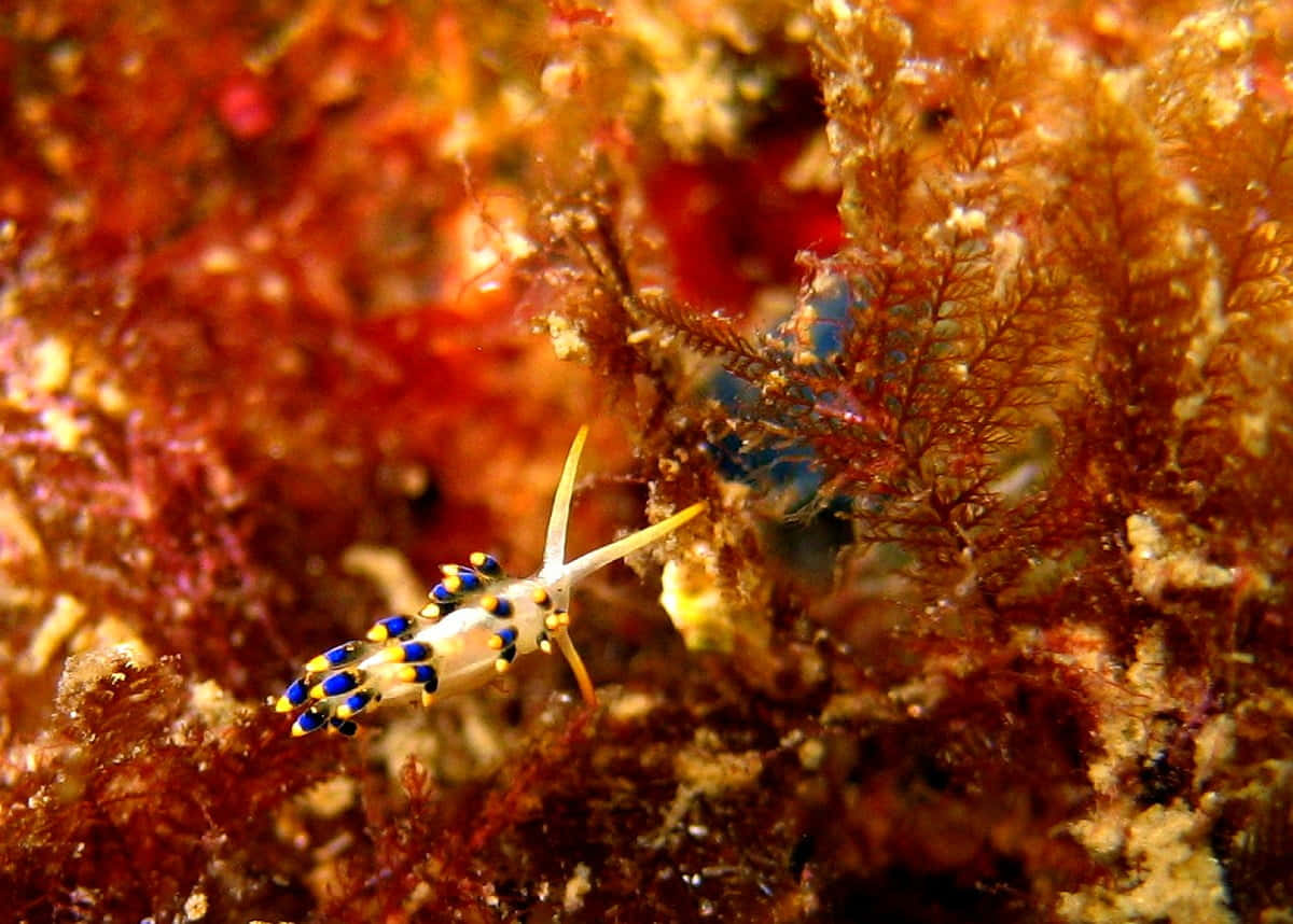 Colorful_ Cleaner_ Shrimp_ Among_ Coral Wallpaper