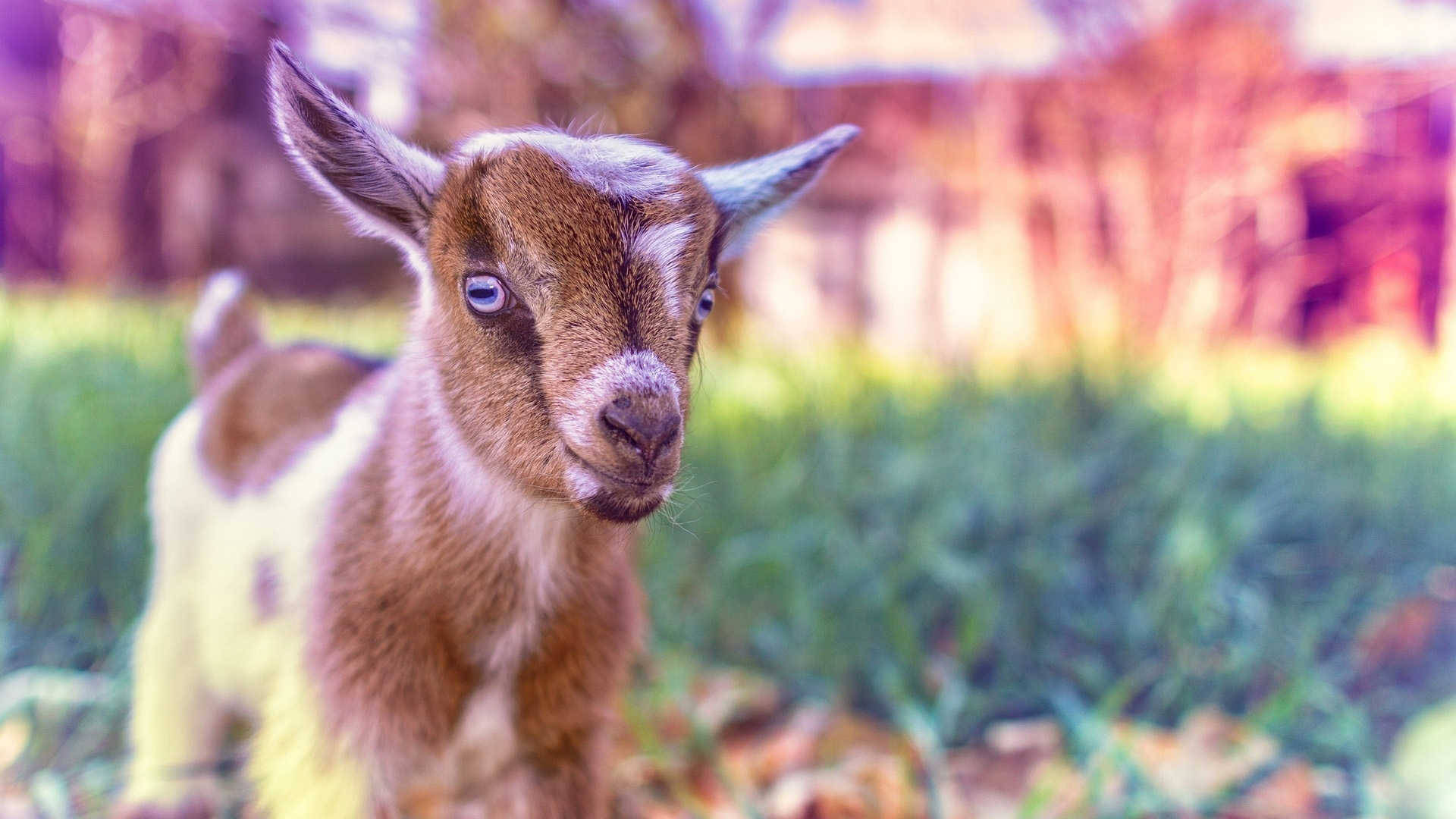 Colorful Close-up Of Baby Goat Wallpaper